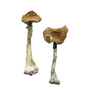 https://shroomsworldwide.net/index.php/product-category/dried-magic-mushrooms/