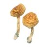 Golden Mammoth Magic Mushrooms